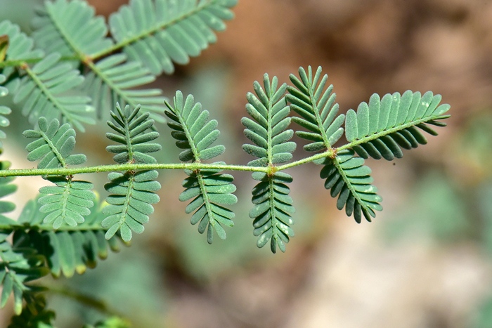 Indian Rushpea has bi-pinnately compound leaves each leaf containing between 4 and 13 leaflets. Leaves are glabrous or with minutely soft erect hairs as in the photo. Hoffmannseggia glauca 